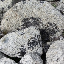 Lichens